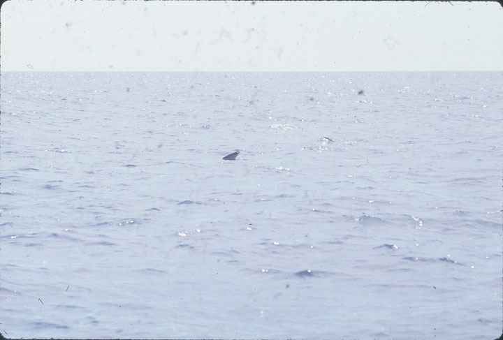 SCAN_29_1
