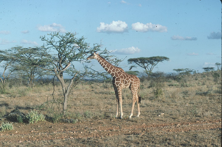 SCAN_50_1