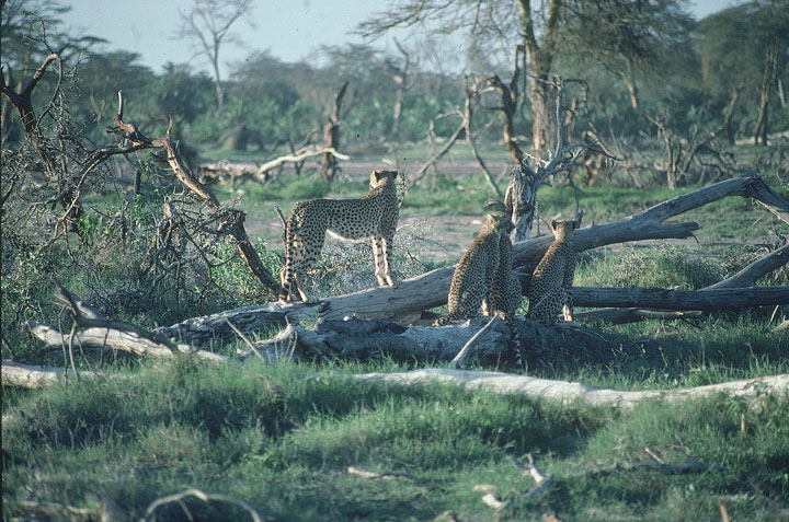 SCAN_66_1
