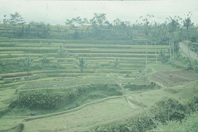 SCAN_50_1